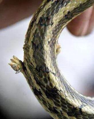 蚺和蟒哪个厉害,蚺和蟒哪个更长(不要以常识区别蛇蜥蟒蚺) 蚺和蟒哪个厉害,蚺和蟒哪个更长(不要以常识区别蛇蜥蟒蚺)