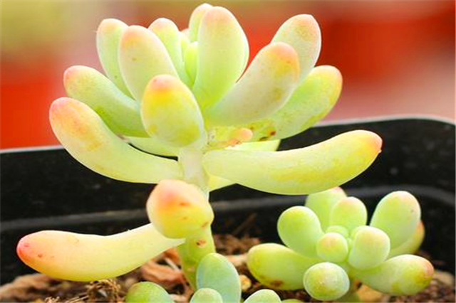 八千代多肉怎么养，八千代多肉怎么养成妖娆桩（多肉八千代养护“3妙招”）
