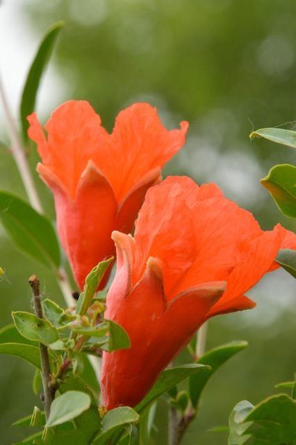 石榴花是什么颜色，石榴花的样子（欣赏旧日时光里活力四射的石榴花）