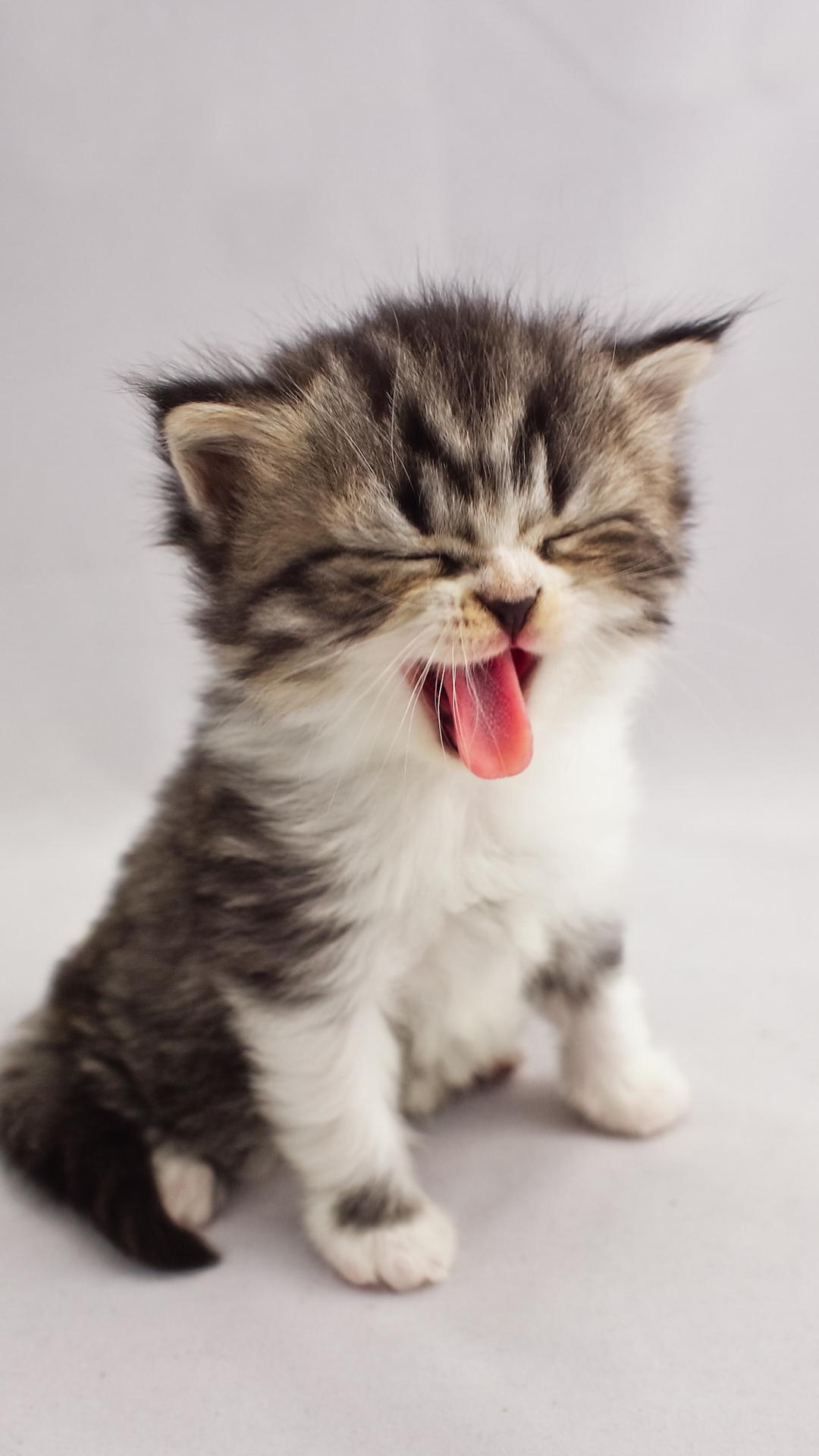 猫一直吐舌头后面死了(猫咪吐一小截舌头)