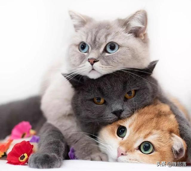 猫咪怎么交配，猫叫春为什么很寒碜