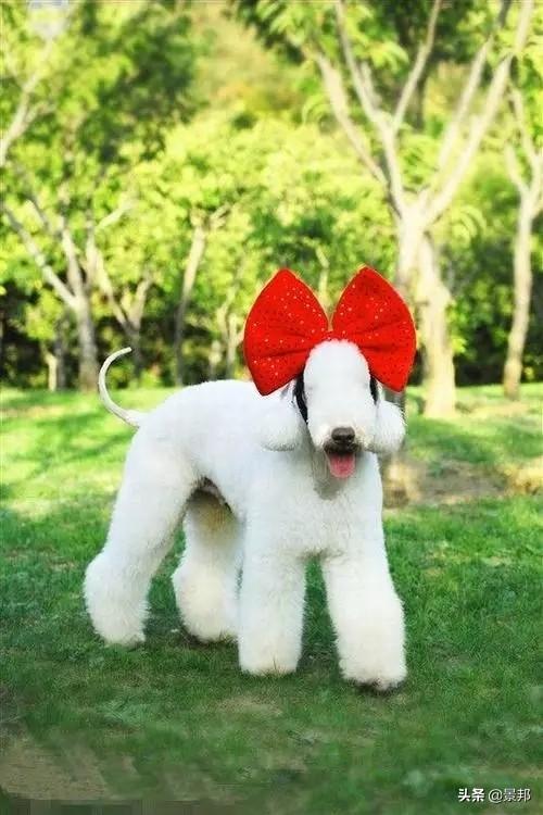 最丑的狗，全球最丑的十大狗狗排名（最丑的狗的品种）