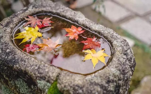 冬瓜子的功效与作用，滋阴润燥、止腹泻、健脾胃