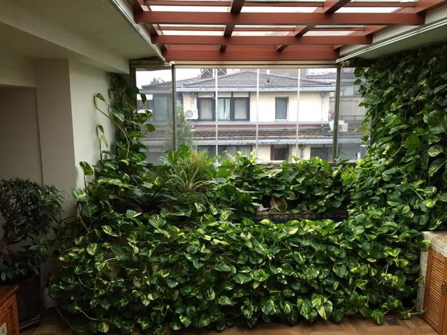 绿萝怎么养才能更旺盛，绿萝怎么养才能更旺盛用什么肥料