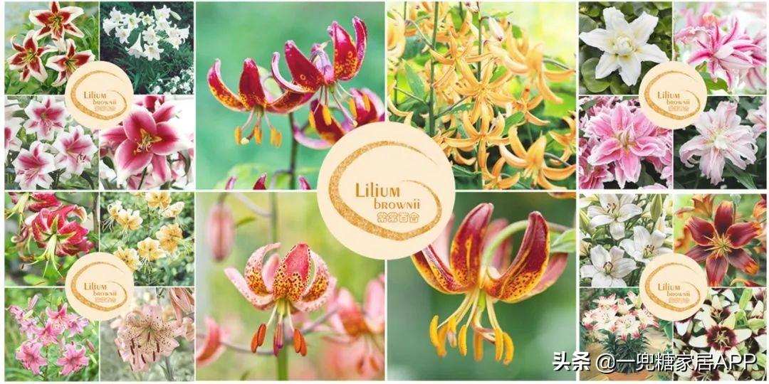 淘宝网花店(淘宝商城花卉市场)