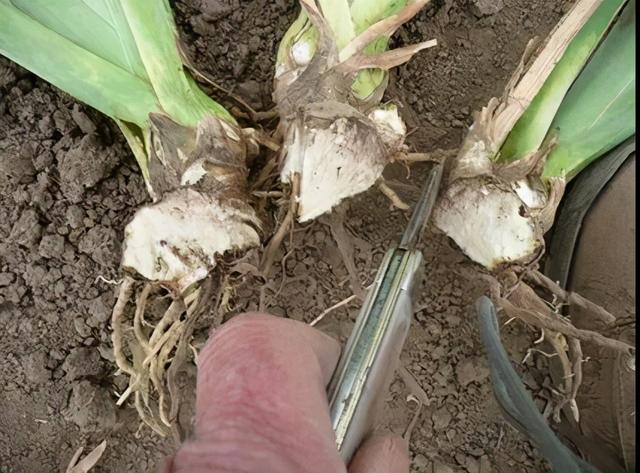 鸢尾花的寓意是什么，鸢尾花是什么含义（全球70000多个品种的这类植物原来都叫鸢尾）