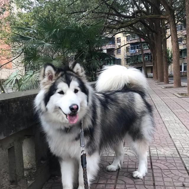 金毛犬，6种狗狗小时候和长大的对比（金毛犬的优缺点及性格）