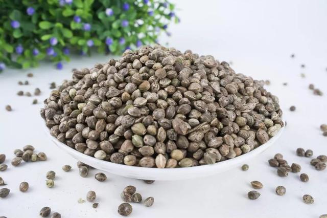 请问什么是火麻油，请问什么是火麻油做的（巴马地区的人常年食用这种油）