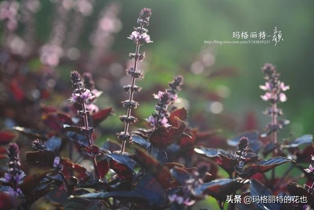 薰衣草如何过冬，薰衣草怎样过冬（西餐料理中常见的几种香草）