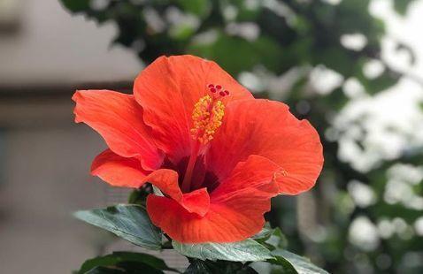 观音莲的花语，观音菩萨与莲花的寓意（守护你的小幸福）