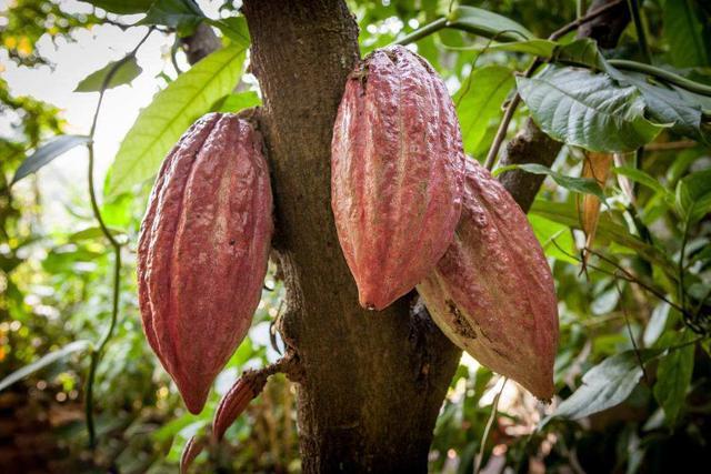 芦荟祛痘方法是什么，芦荟祛痘方法是什么意思（教你3个祛痘植物配方）