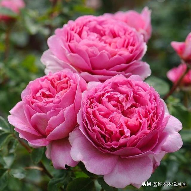 月季花一般都几月份开，月季花一般都几月份开花（怎么才能让月季开更多花呢）