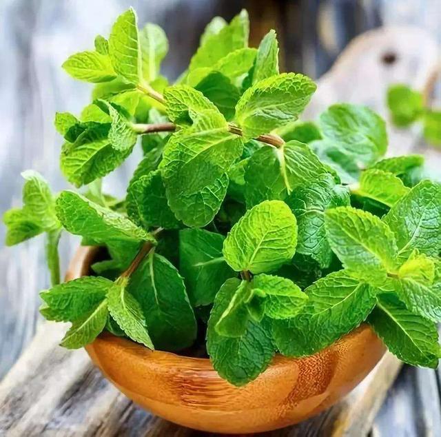 猫薄荷是什么植物，猫薄荷是什么（家里养株“猫薄荷”）