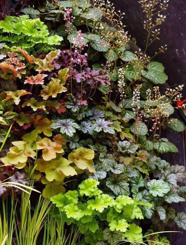 适合家里养的32种花，家里养什么花好（”家居盆花100种）