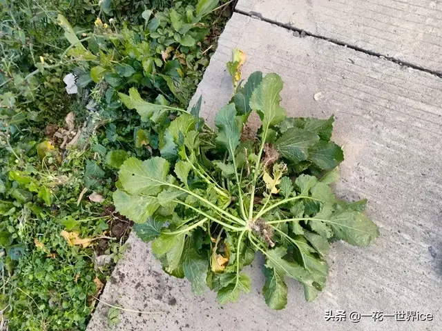 野芥菜是什么菜，芥菜是一种野生的什么菜（油菜田边的一种野菜）