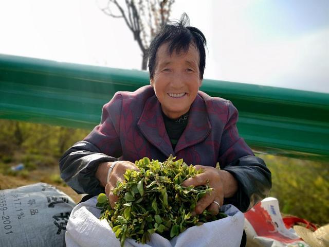 龙柏芽的功效与作用,龙柏芽的药用价值(4万亩龙柏芽拓宽群众增收致富