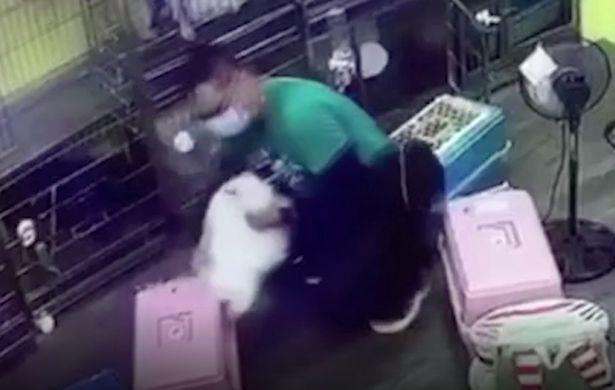 台湾贵宾犬多少钱 台湾品种狗