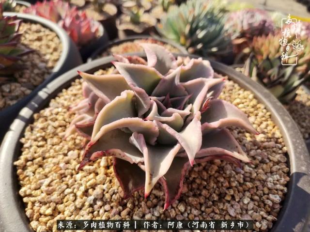 2021九·一八事变是多少周年，2021年是九一八事变的几周年（献给2021最好的春天）