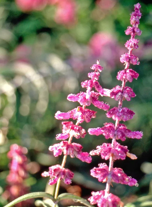 蓝花鼠尾草有几个品种，蓝花鼠尾草有几个品种图片（18种漂亮的鼠尾草）