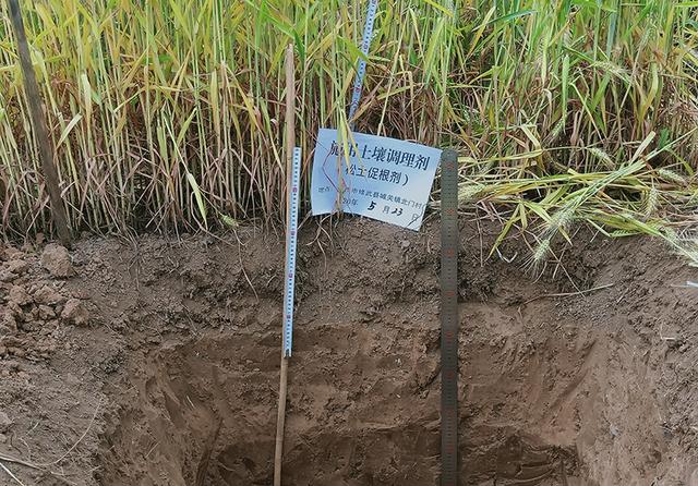 土地盐碱化的原因，土壤盐碱化的原因（造成土壤酸化、盐渍化的主要原因及其危害）