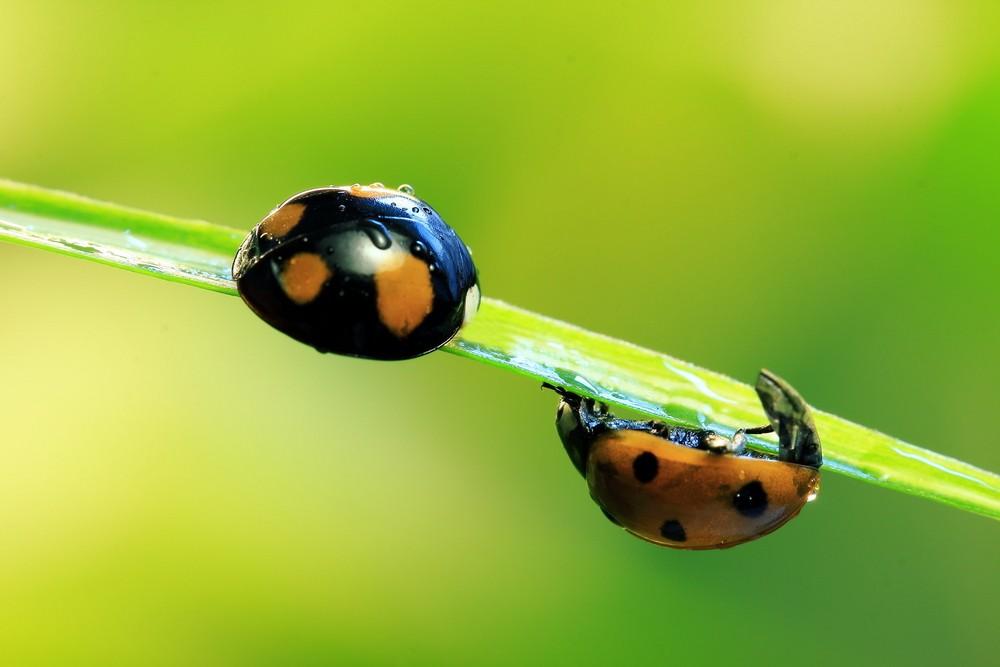 昆虫记好句摘抄，关于昆虫记的好词好句摘抄加赏析（昆虫记最真实的十句话）