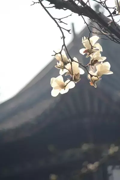 各种花开放的时间（100种常见花的花开时间附图）