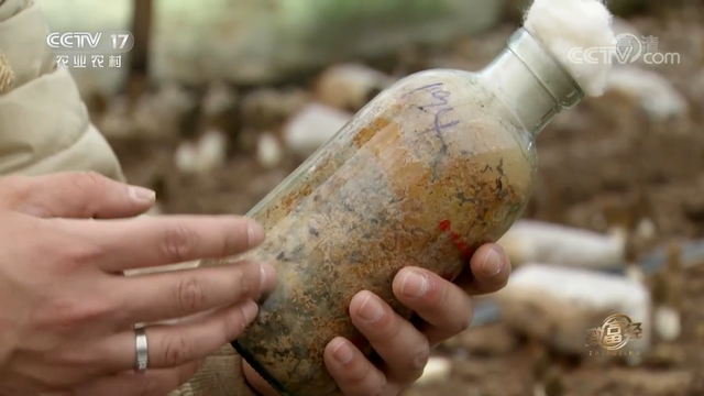 羊肚菌栽培技术，羊肚菌的种植方法和栽培技术是什么（亩产最高1000斤）