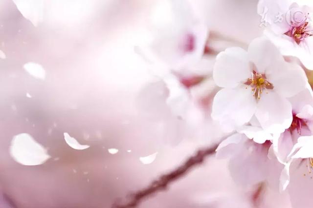 流芳千古的意思，千古流芳的意思是什么（每日一字：芳）