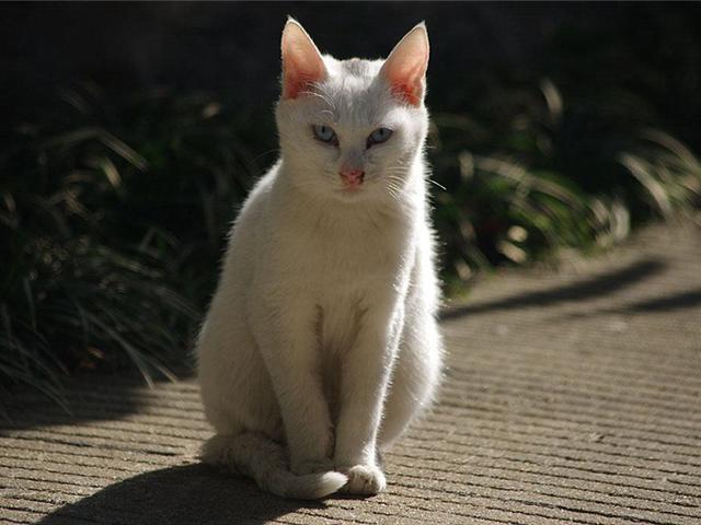 猫咪毛发颜色变黄是什么原因，气温、营养不良等原因都会导致其毛发变色