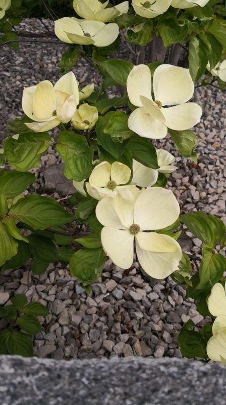 绒球花，秋天结出一堆小荔枝甜似蜜（绒球花是什么意思解释一下）