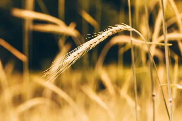 人间词话读后感800字，读《人间词话》有感1500字（读《人间词话》，见境中深情）