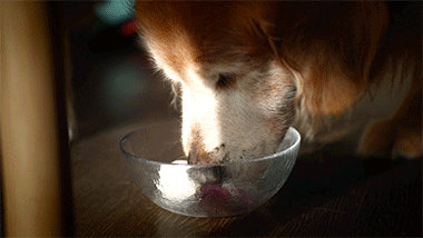 冰棍的制作方法，油炸老冰棍的制作方法（水果棒冰、酸奶棒冰、自制梦龙）