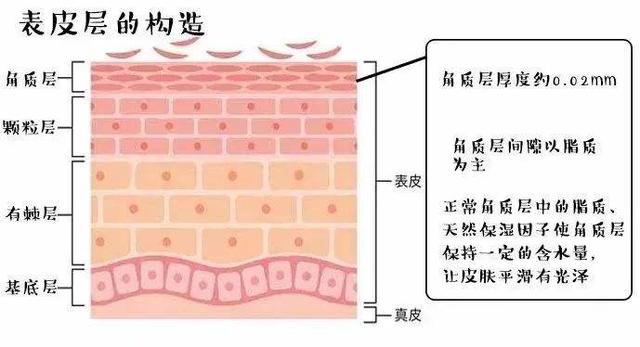 角质是什么样子图片，怎样判断脸上有角质呢（什么是角质，怎样去角质）