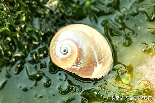 大连西中岛怎么样，西中岛旅游攻略（2019年五一小长假）