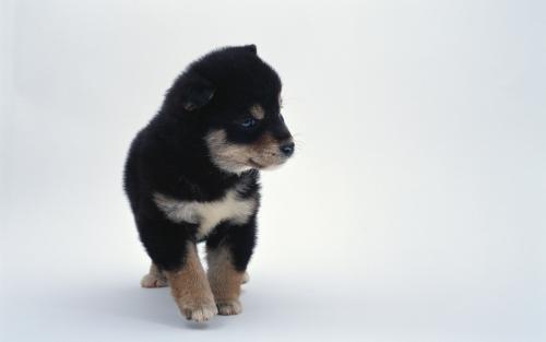 男人梦见被大黑狗咬什么预兆 男人梦见被大黑狗咬好不好，男人梦见被大黑狗咬什么预兆（大黑“旺旺”）