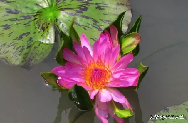 莲花的别称有哪些，莲花的别称有哪些拼音（ 太齐全太珍贵了）