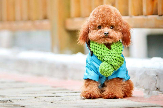 十大适合家养的小型狗，小型宠物狗有哪些（15种适合家庭喂养的小型犬）