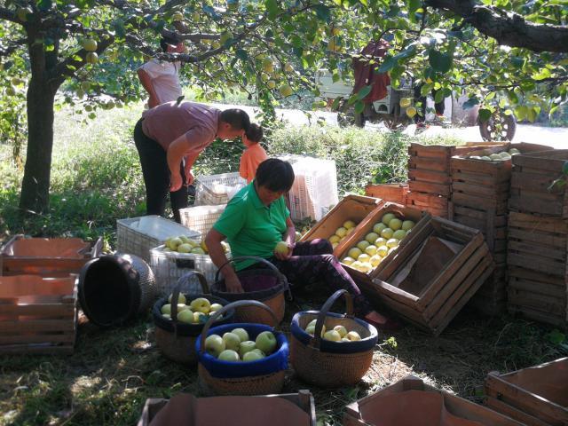 砀山梨(砀山梨树王,梨树王一个梨子100元(山东砀山梨) 砀山梨(砀山梨树王,梨树王一个梨子100元(山东砀山梨)