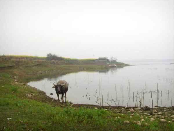 7种常见的鲫鱼品种，最好的鲫鱼是什么品种（这种头短体肥的白鲫）