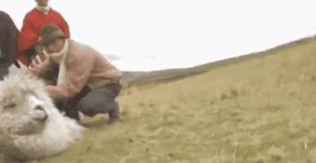 羊驼吃什么，羊驼出售300元一只（肉也真的很好吃——薅了羊毛烤着吃）