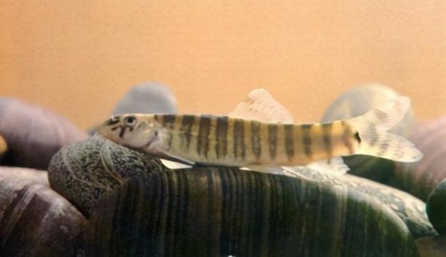 淡水观赏鱼种类，淡水观赏鱼的种类大全！（中国淡水观赏鱼图集<一>）