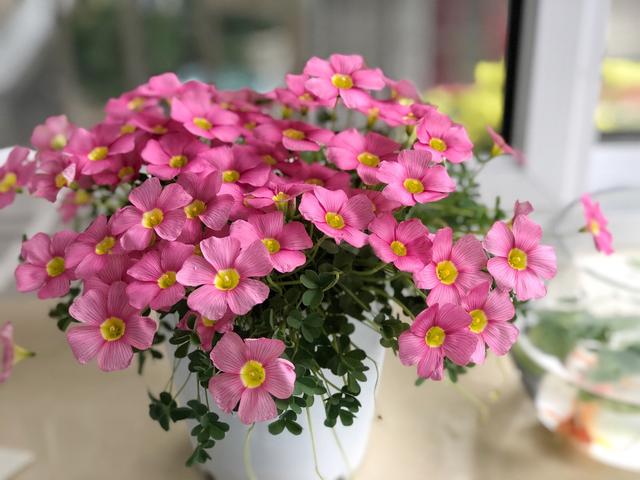 春天的植物有哪些，春天常见的植物（“24种”适合冬天种植的花草）