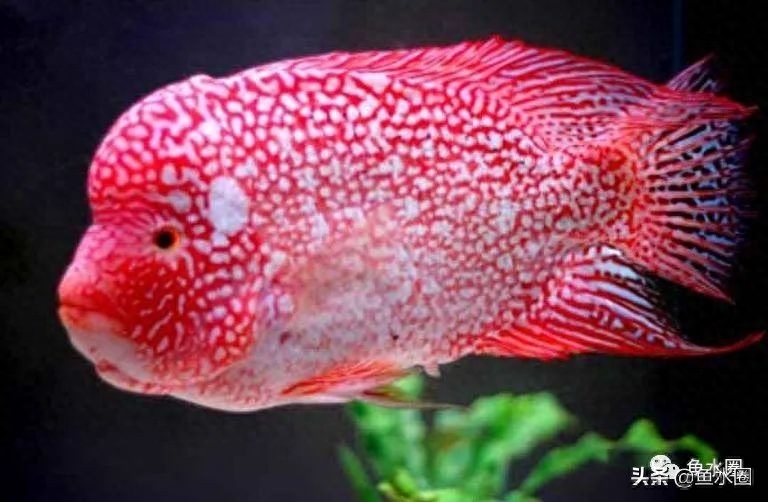 02 罗汉鱼品系概述