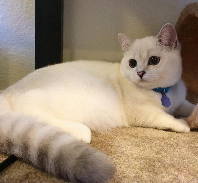 猫尾巴竖起来什么意思，小猫翘着尾巴是什么意思（一动尾巴就出卖心情的猫咪也太可爱了）