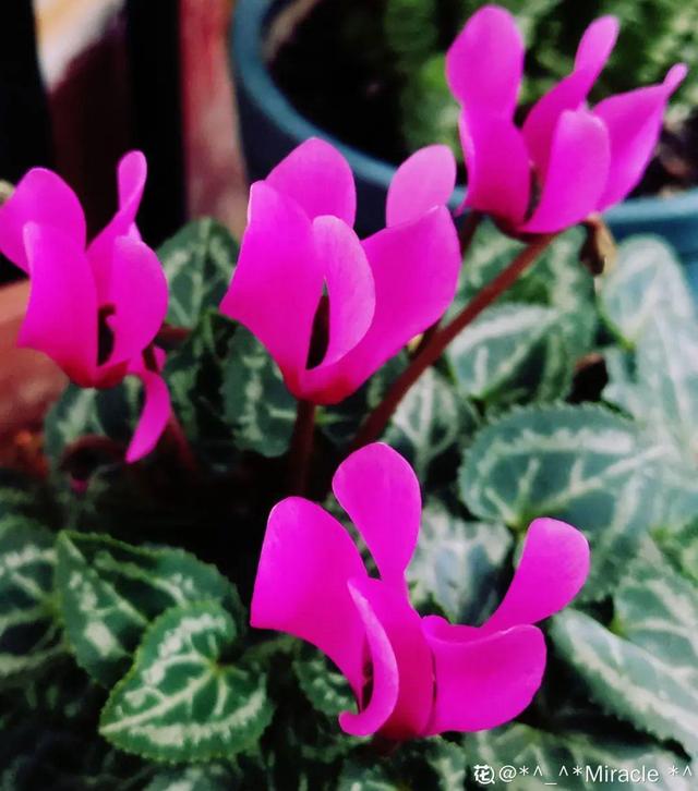 30种适合懒人养的花夏季，蹭蹭疯长、爆盆