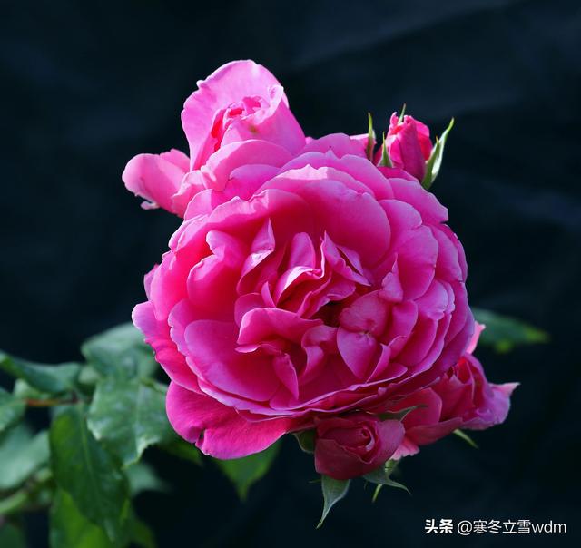 带刺的玫瑰花图片，玫瑰花带刺的品种（摄影#图片：多彩的刺玫瑰花…）