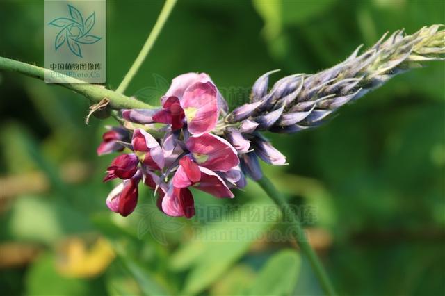 本草图经作者是谁，《本草图经》的作者（芎藭 蘼蕪 藁本）