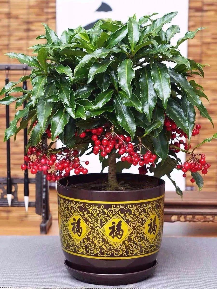 珊瑚豆的养殖方法和注意事项，珊瑚豆的养殖方法生长期每月施一次氮肥（7月在家养盆“吉祥果”）