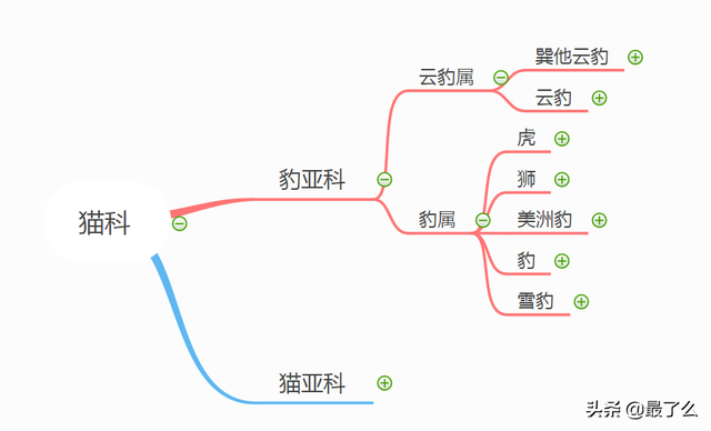 美洲豹和黑美洲狮有什么区别，一篇文章带你读懂大型猫科动物分类