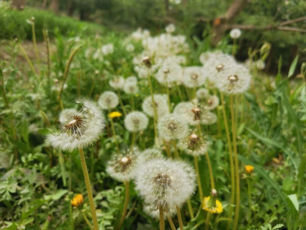 花盆種蒲公英(如何種蒲公英盆栽)-柯彬網